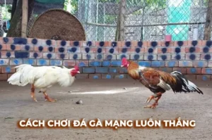 Hướng Dẫn Cách Chơi Đá Gà Sabong Tại MU88 Dễ Hiểu Cho Tân Thủ
