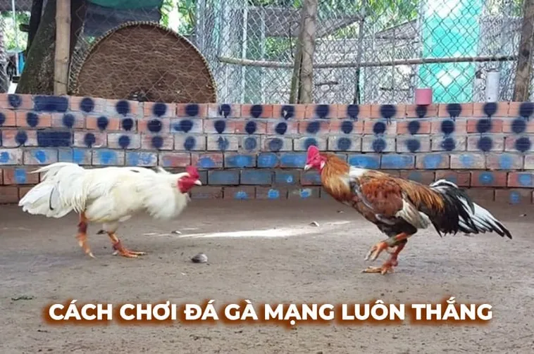 Hướng Dẫn Cách Chơi Đá Gà Sabong Tại MU88 Dễ Hiểu Cho Tân Thủ